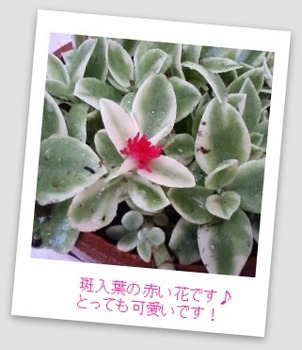 ベビーサンローズ　斑入り赤花.jpg